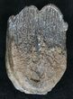 Partial Baby Mammoth Molar - Peace River, Florida #18682-2